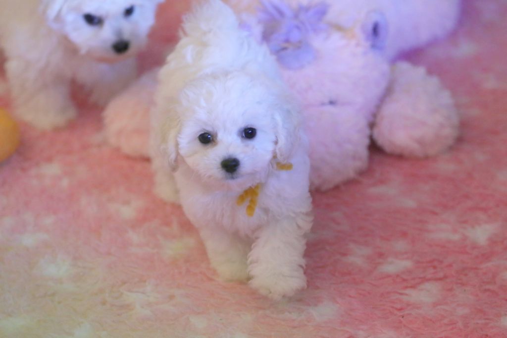 de la Felhotte - Chiot disponible  - Bichon Frise