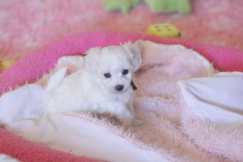 de la Felhotte - Chiot disponible  - Bichon Frise