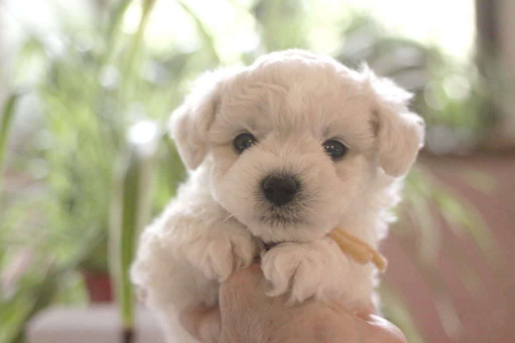 de la Felhotte - Chiot disponible  - Bichon Frise