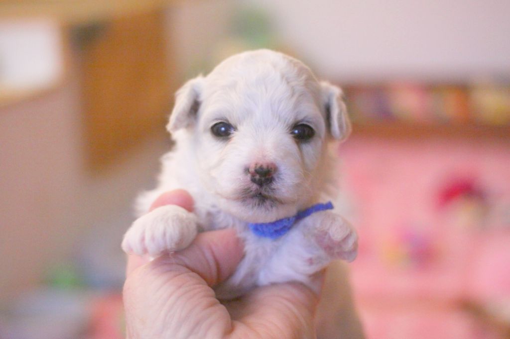 de la Felhotte - Chiot disponible  - Bichon Frise