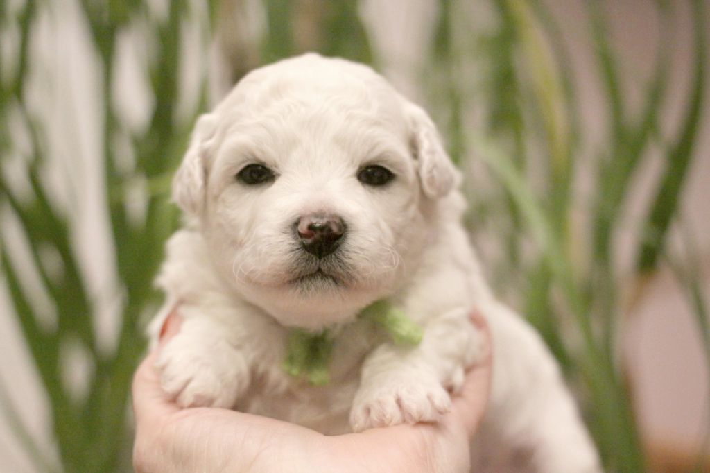 de la Felhotte - Chiot disponible  - Bichon Frise