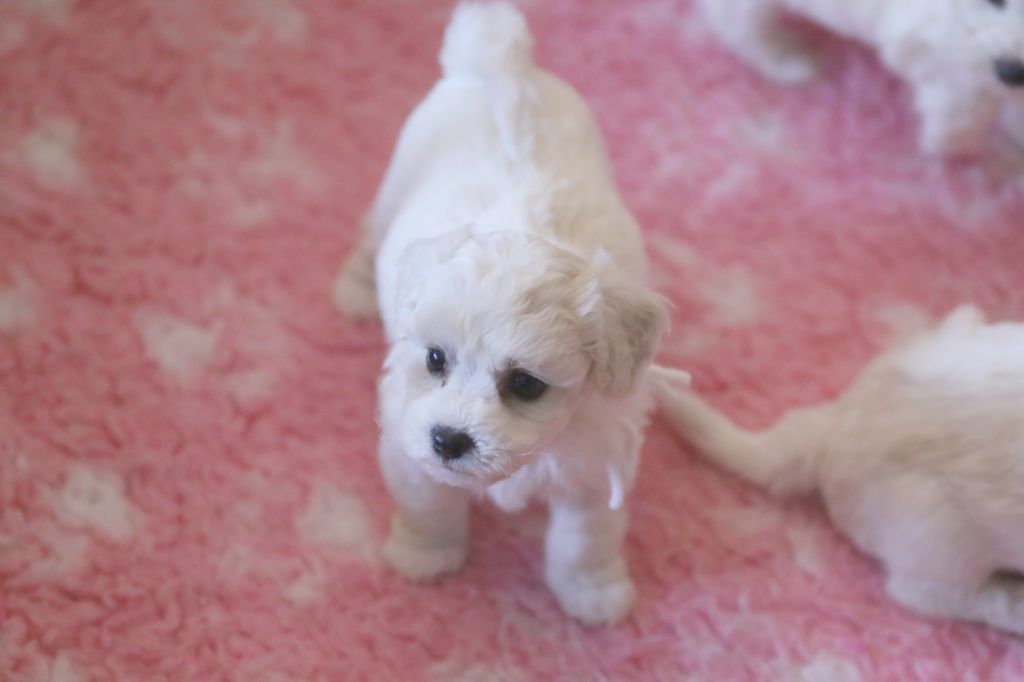 de la Felhotte - Chiot disponible  - Bichon Frise