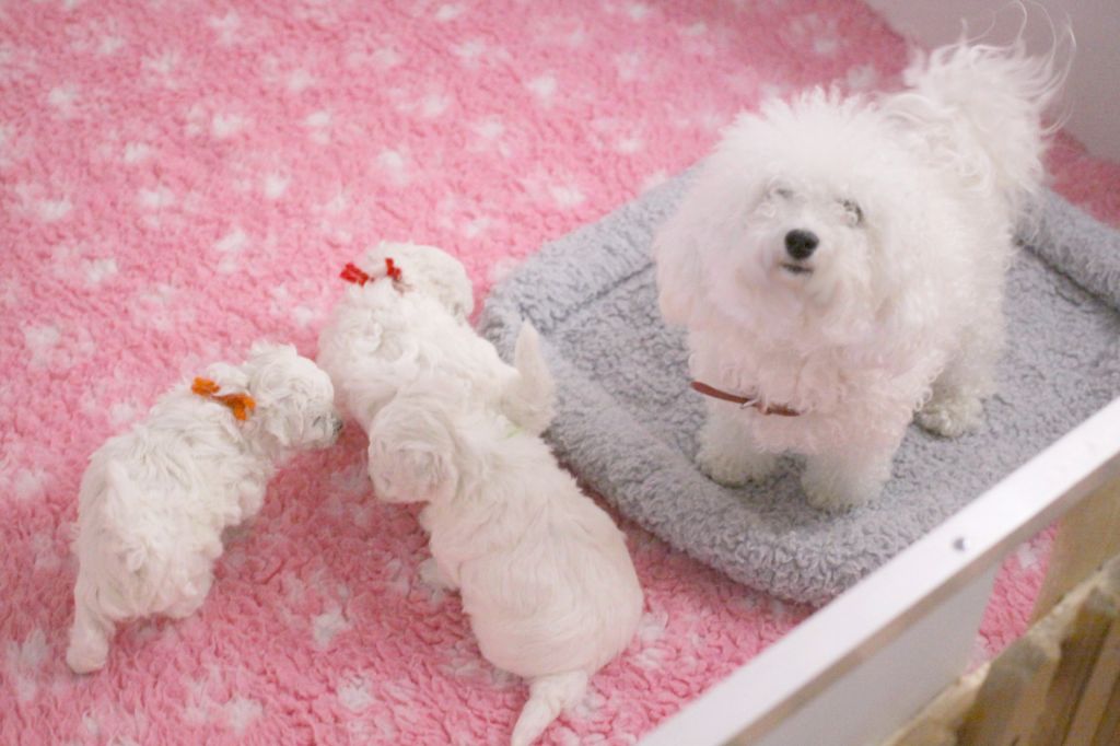 chiot Bichon Frise de la Felhotte