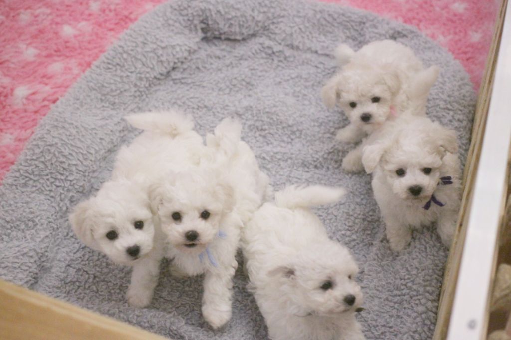 chiot Bichon Frise de la Felhotte