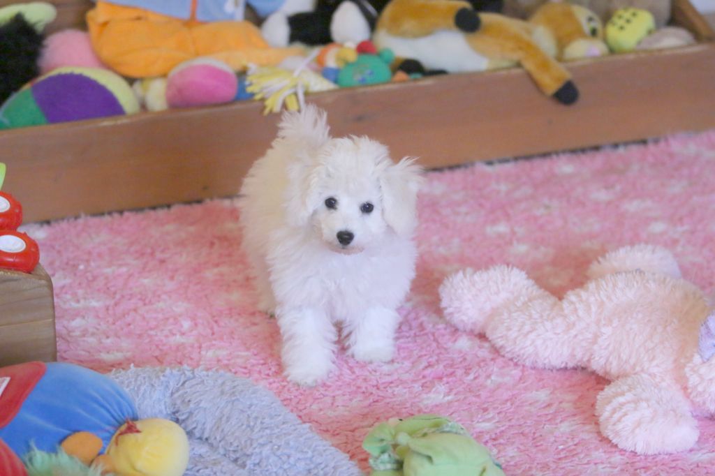 chiot Bichon Frise de la Felhotte