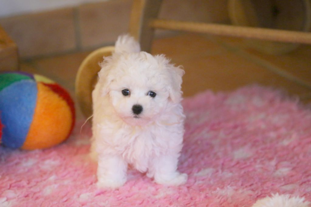 de la Felhotte - Chiot disponible  - Bichon Frise