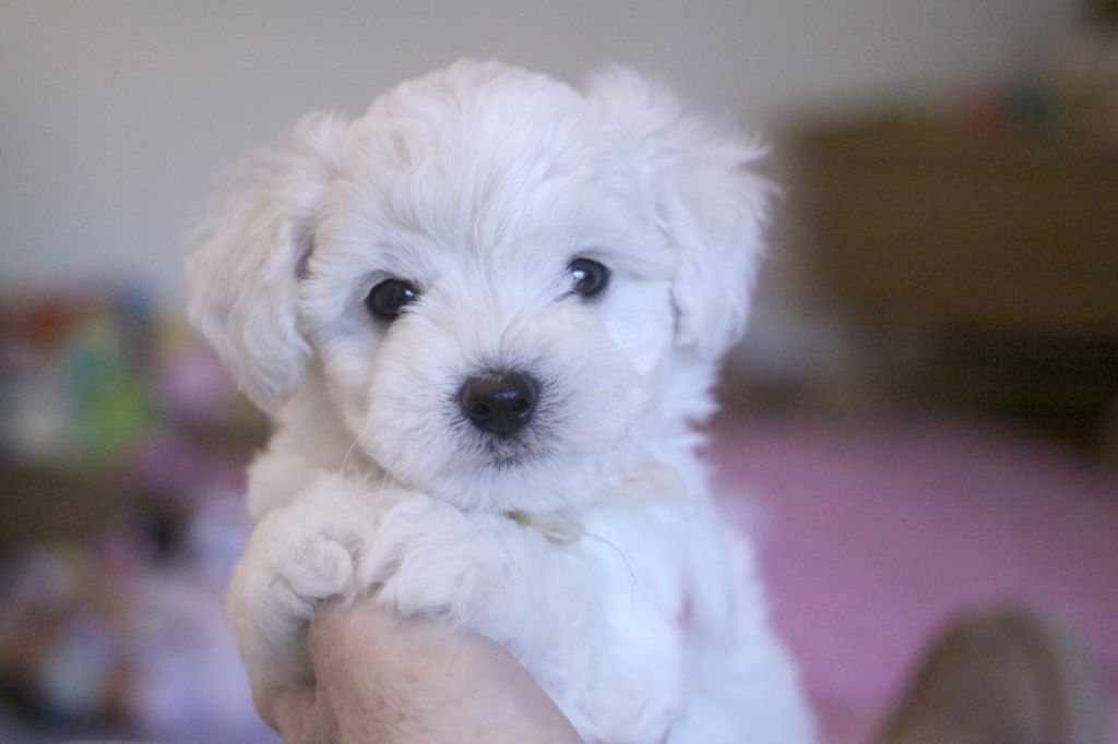 de la Felhotte - Chiot disponible  - Bichon Frise