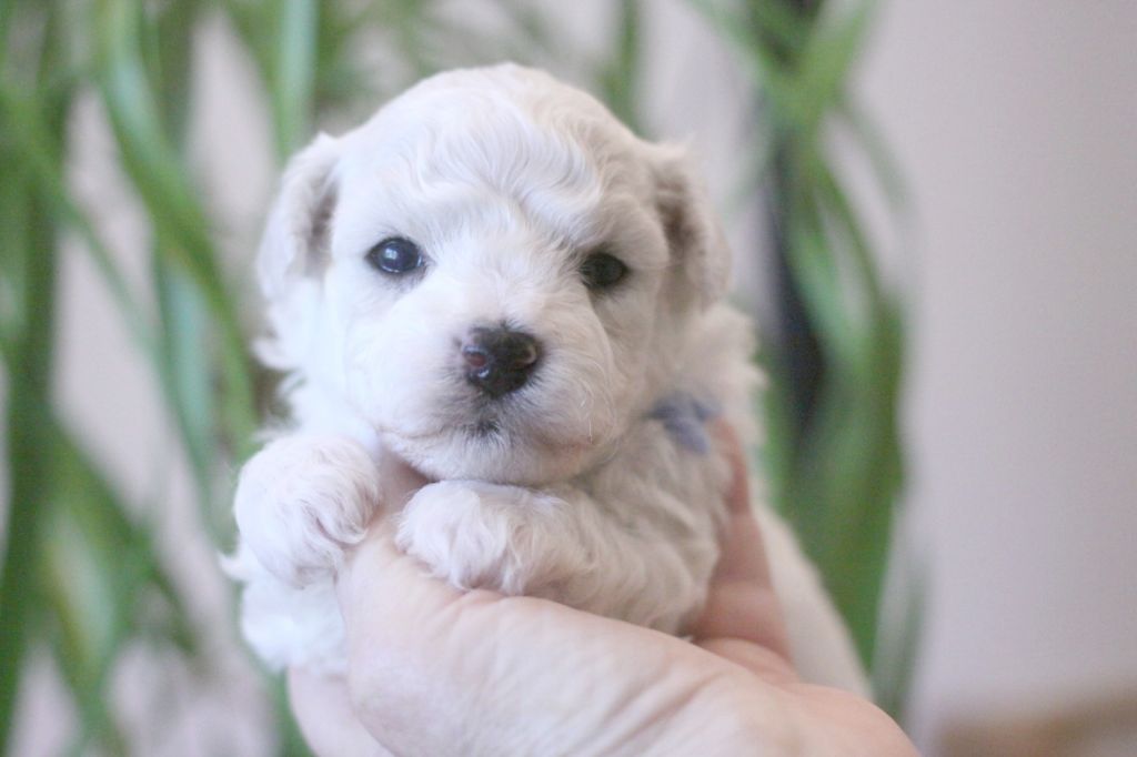 de la Felhotte - Chiot disponible  - Bichon Frise