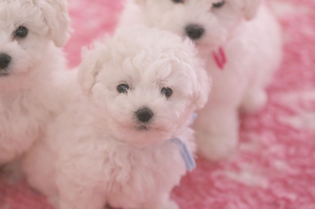 de la Felhotte - Chiot disponible  - Bichon Frise