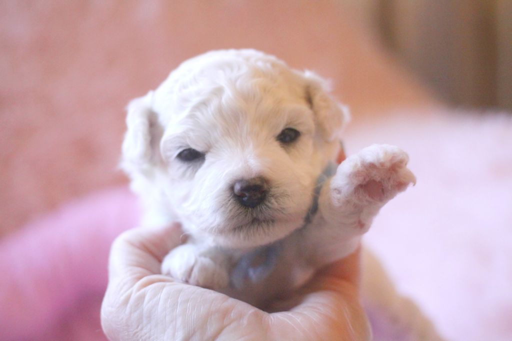 de la Felhotte - Chiot disponible  - Bichon Frise