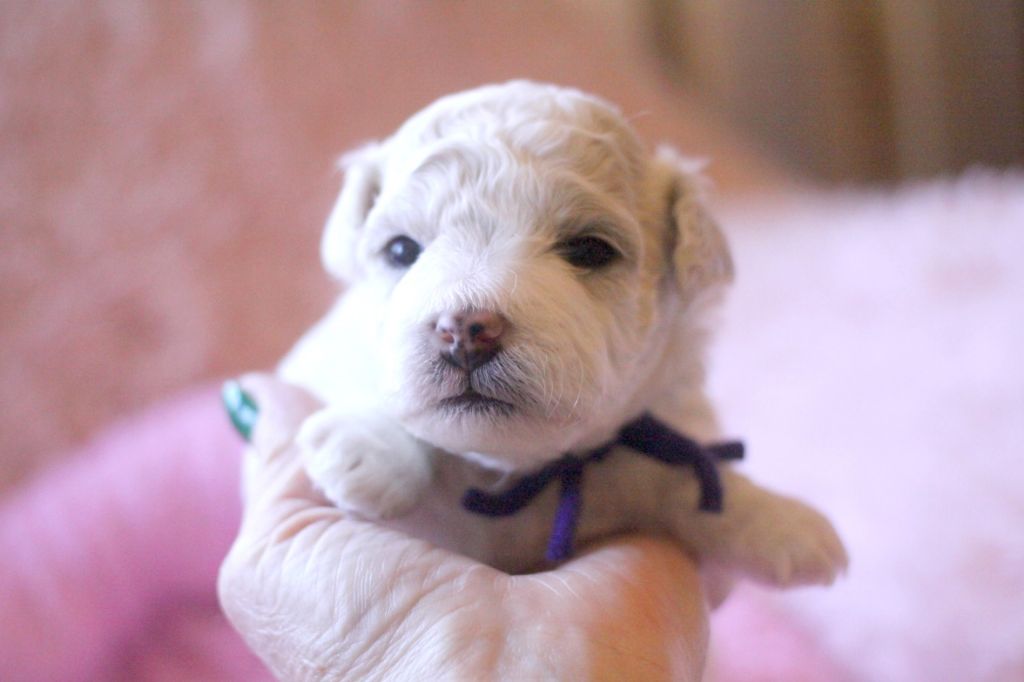 de la Felhotte - Chiot disponible  - Bichon Frise