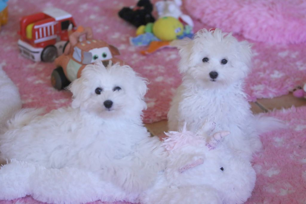 chiot Bichon Frise de la Felhotte