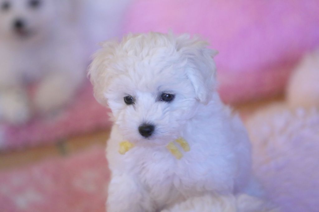 de la Felhotte - Chiot disponible  - Bichon Frise