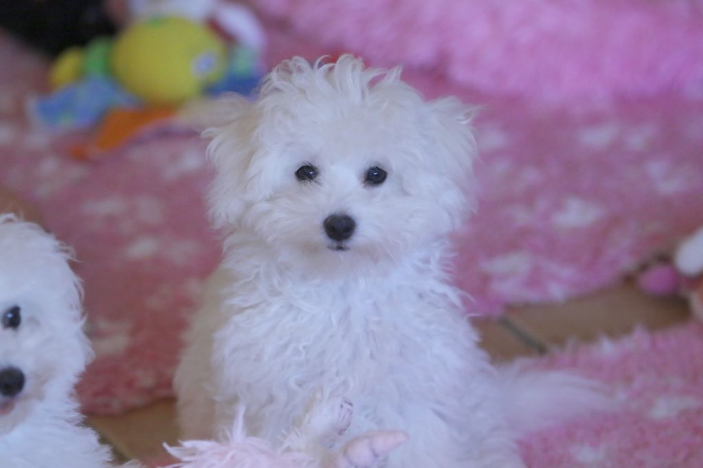 de la Felhotte - Chiot disponible  - Bichon Frise