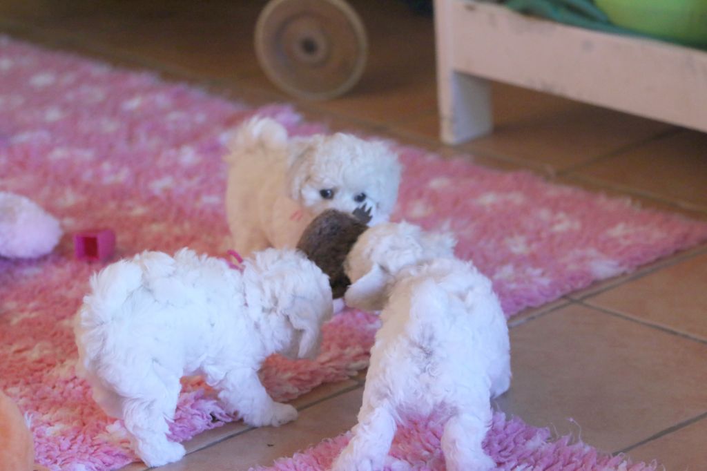 chiot Bichon Frise de la Felhotte