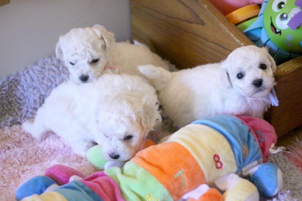 chiot Bichon Frise de la Felhotte