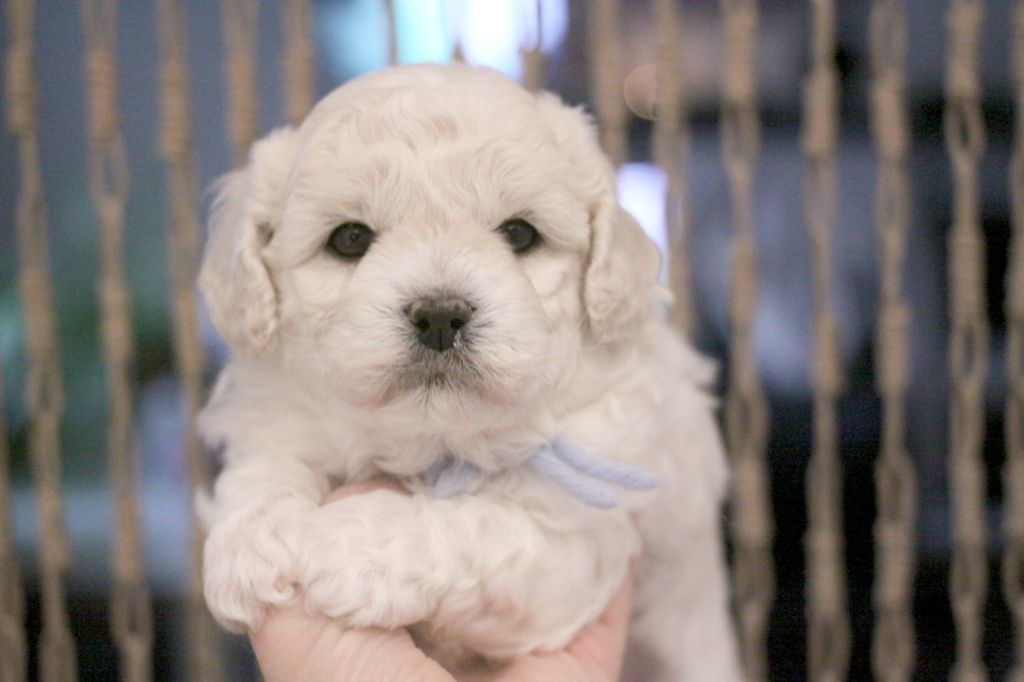 de la Felhotte - Chiot disponible  - Bichon Frise