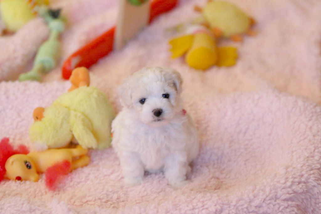 de la Felhotte - Chiot disponible  - Bichon Frise