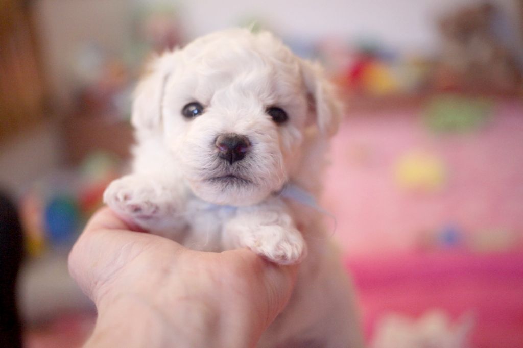 de la Felhotte - Chiot disponible  - Bichon Frise