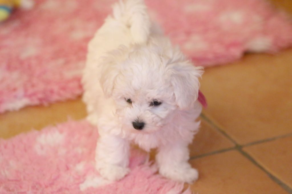 de la Felhotte - Chiot disponible  - Bichon Frise