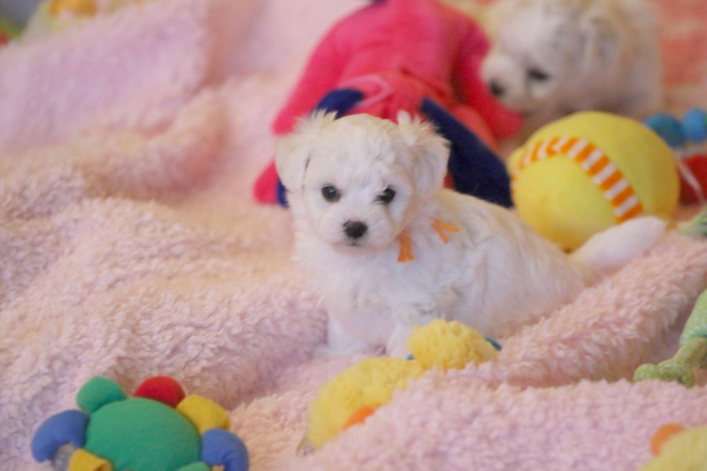 de la Felhotte - Chiot disponible  - Bichon Frise