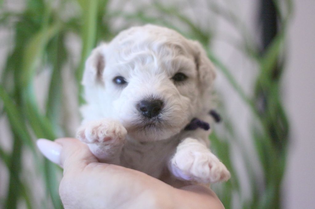 de la Felhotte - Chiot disponible  - Bichon Frise