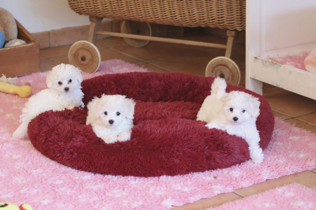 chiot Bichon Frise de la Felhotte