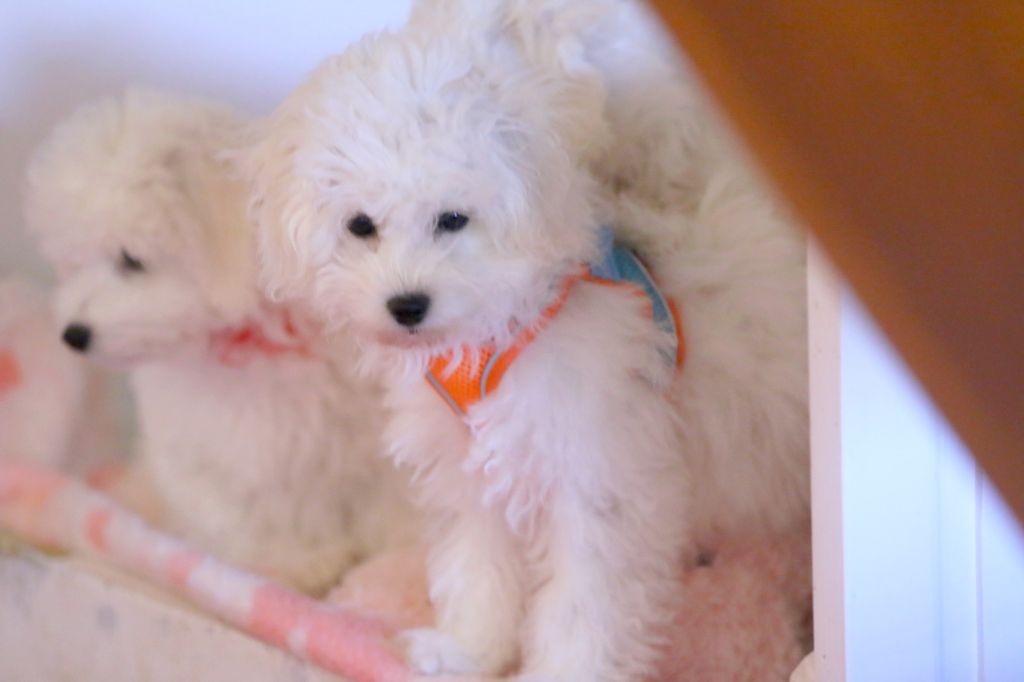 de la Felhotte - Chiot disponible  - Bichon Frise