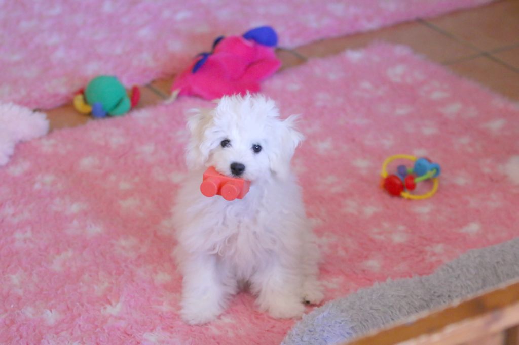 de la Felhotte - Chiot disponible  - Bichon Frise