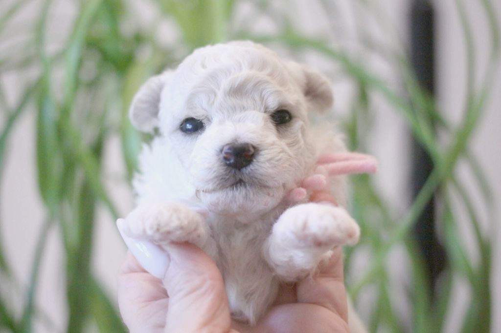 de la Felhotte - Chiot disponible  - Bichon Frise