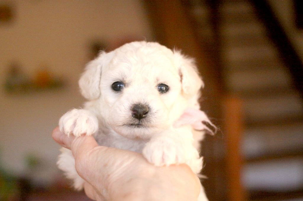 de la Felhotte - Chiot disponible  - Bichon Frise