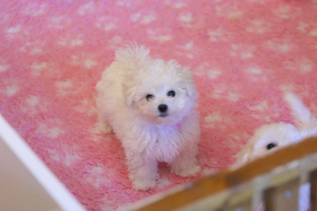 de la Felhotte - Chiot disponible  - Bichon Frise