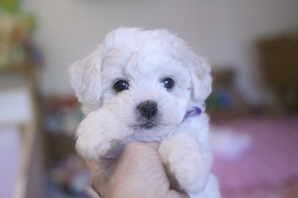 de la Felhotte - Chiot disponible  - Bichon Frise