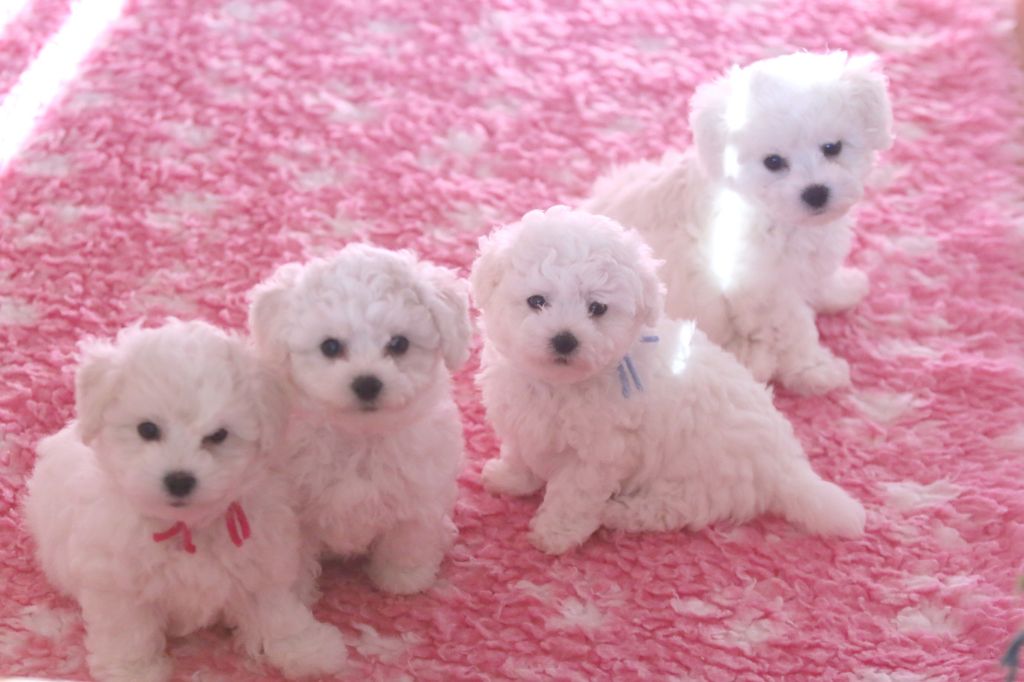 de la Felhotte - Chiot disponible  - Bichon Frise