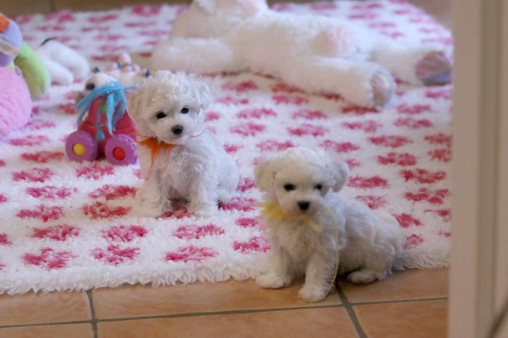 chiot Bichon Frise de la Felhotte