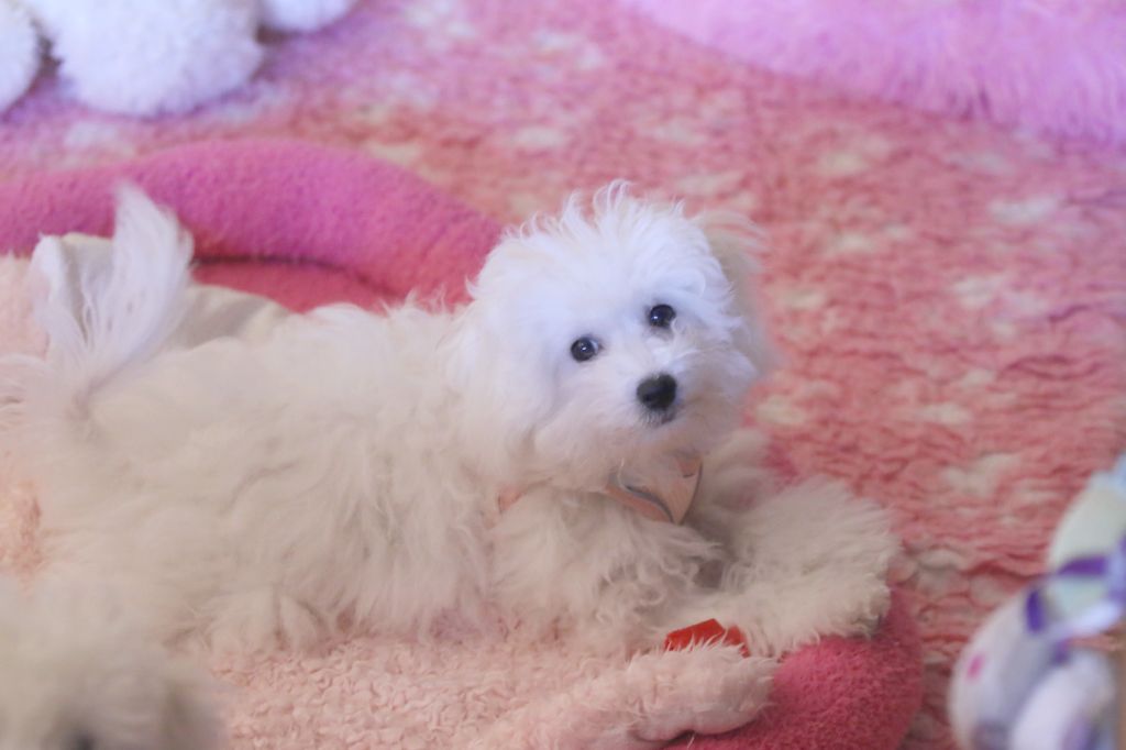 de la Felhotte - Chiot disponible  - Bichon Frise