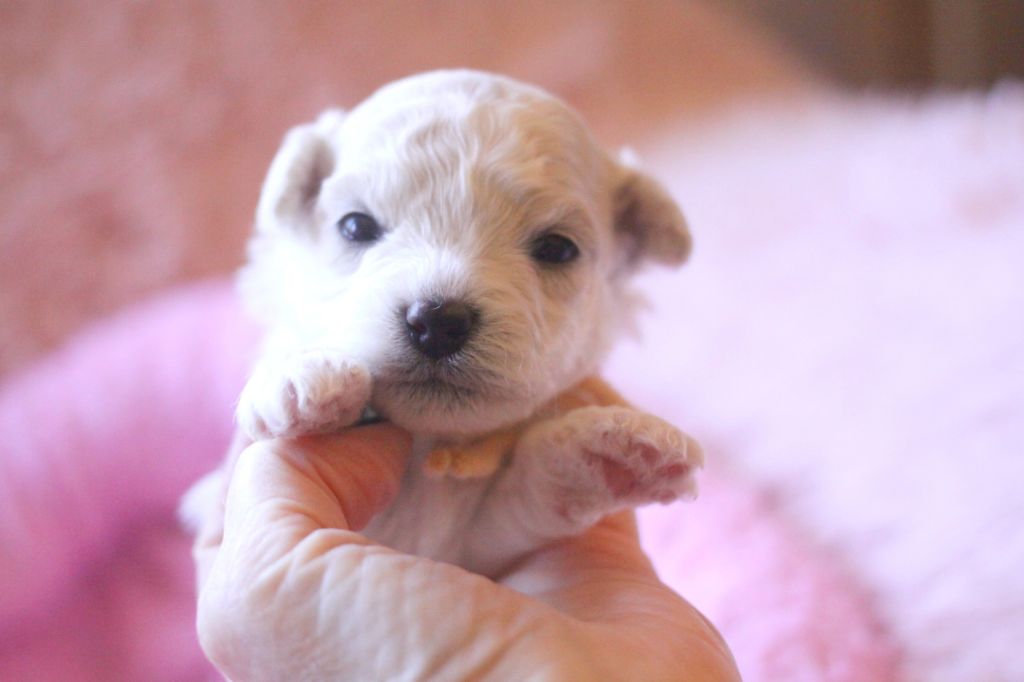 de la Felhotte - Chiot disponible  - Bichon Frise