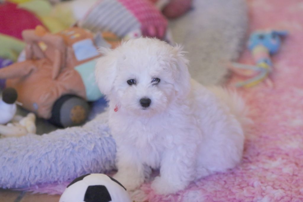 de la Felhotte - Chiot disponible  - Bichon Frise