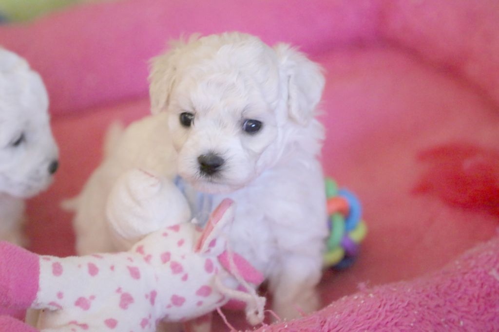 de la Felhotte - Chiot disponible  - Bichon Frise