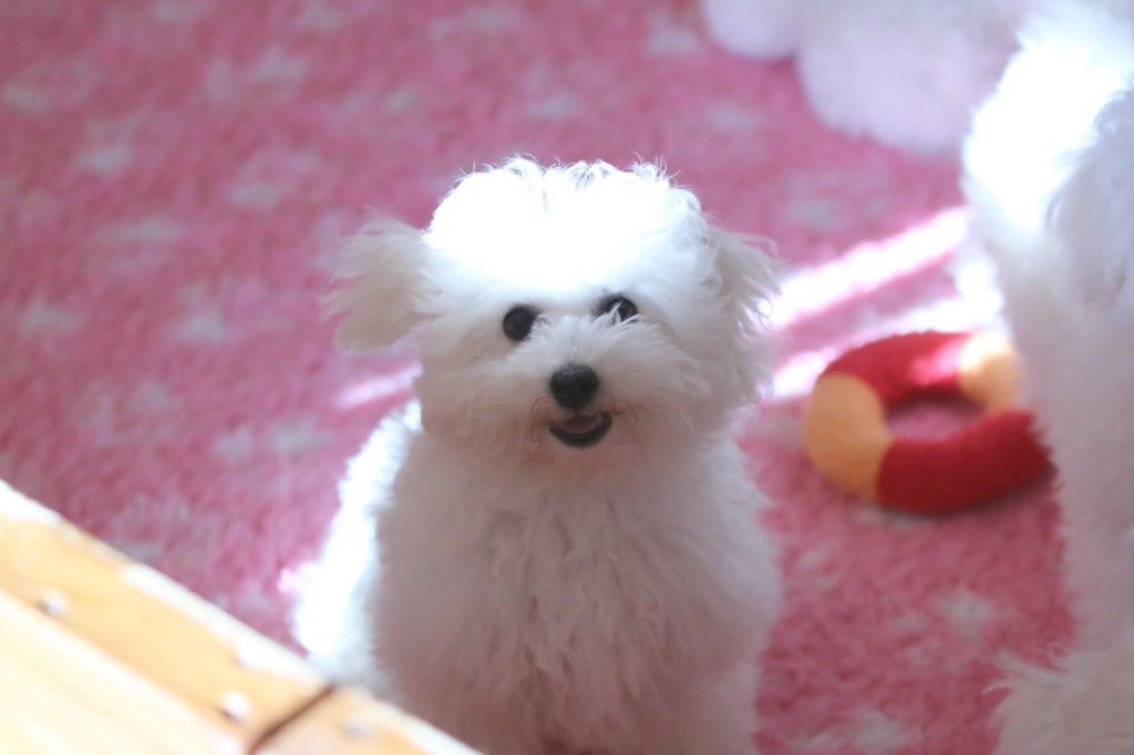 de la Felhotte - Chiot disponible  - Bichon Frise