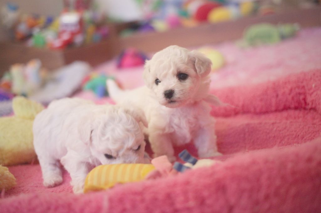 chiot Bichon Frise de la Felhotte