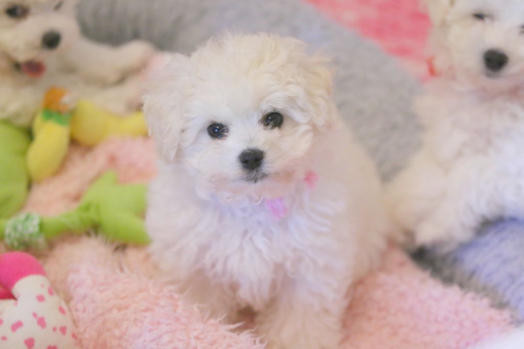 chiot Bichon Frise de la Felhotte