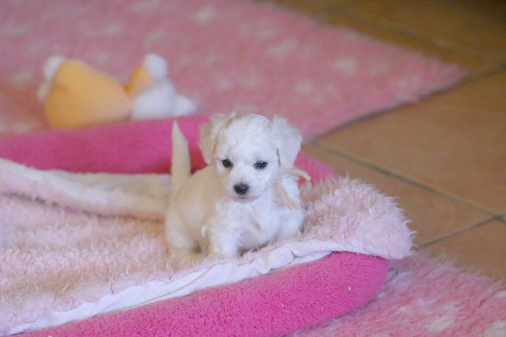 de la Felhotte - Chiot disponible  - Bichon Frise