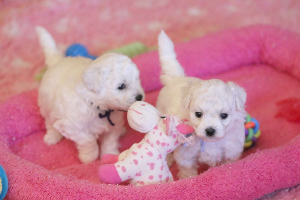 chiot Bichon Frise de la Felhotte