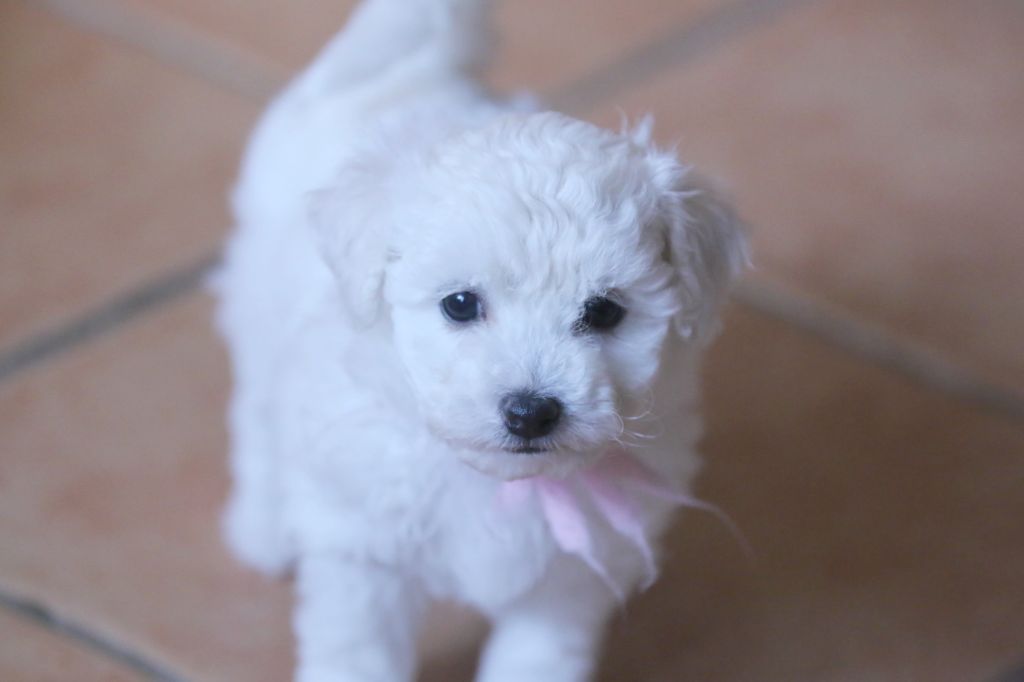 de la Felhotte - Chiot disponible  - Bichon Frise