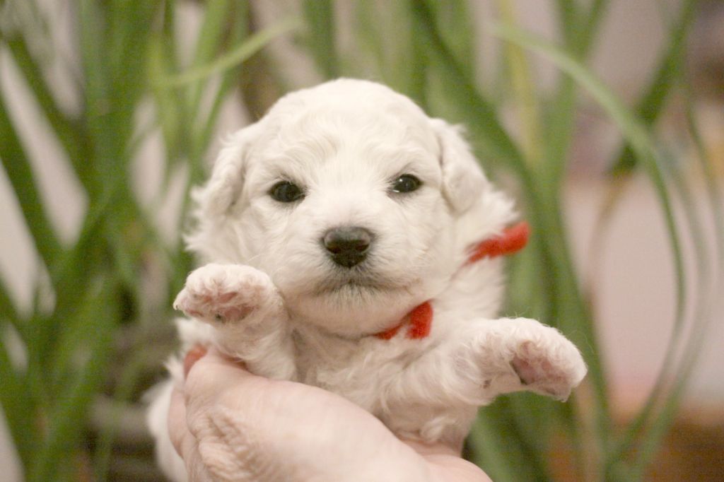 de la Felhotte - Chiot disponible  - Bichon Frise