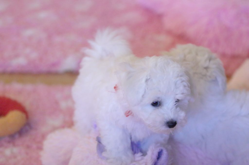 de la Felhotte - Chiot disponible  - Bichon Frise