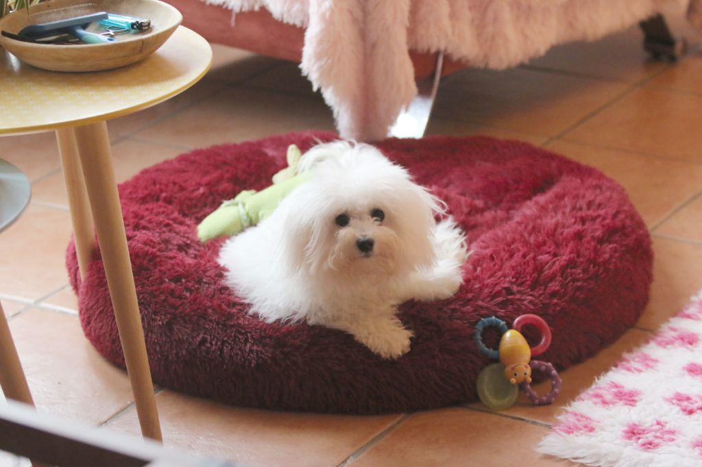 chiot Bichon Frise de la Felhotte