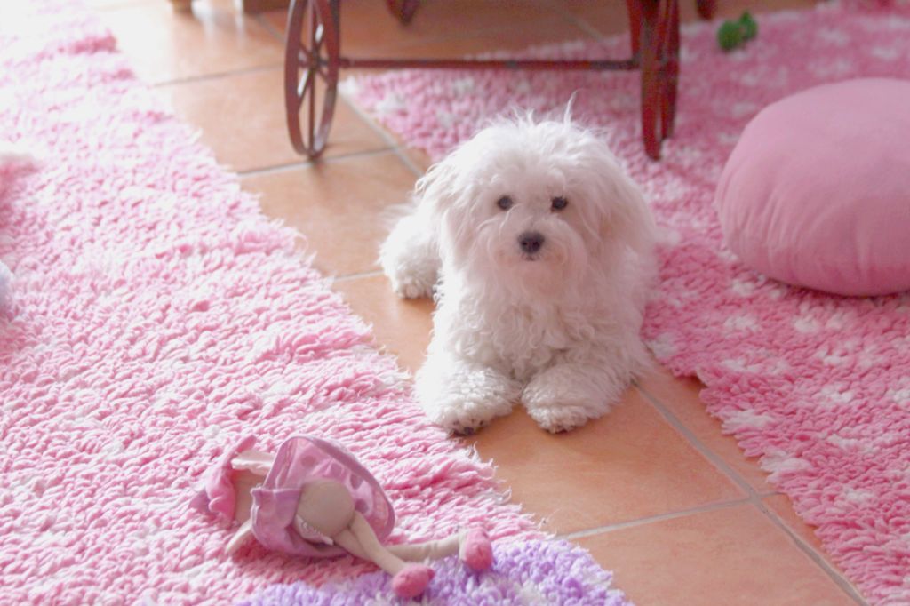 Pinup de la Felhotte