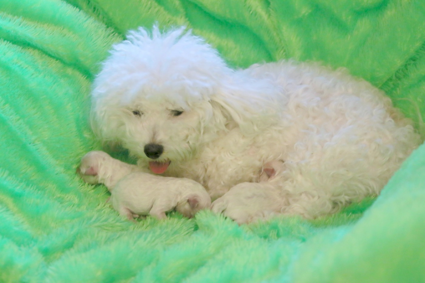 Sissi de la Felhotte